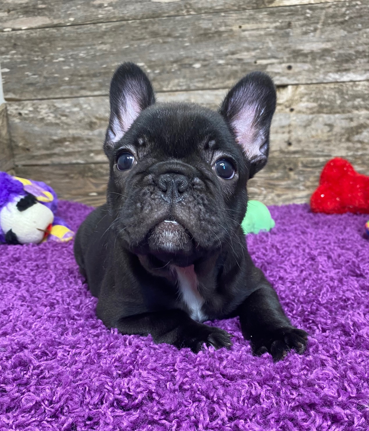 French Bulldog Puppies for Sale Bullworth French Bulldogs